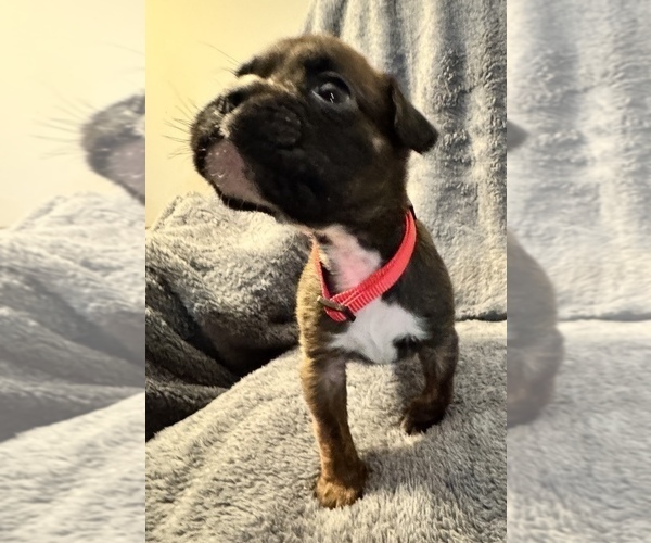 Medium Photo #10 Boxer Puppy For Sale in LANSING, MI, USA