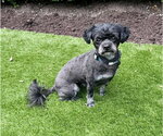Small #2 Shih Tzu Mix