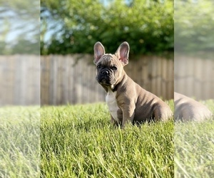 French Bulldog Puppy for Sale in PALATINE, Illinois USA