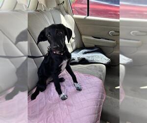 Labrador Retriever Dogs for adoption in San Antonio, TX, USA