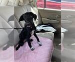Small Labrador Retriever