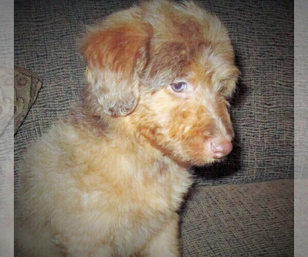 Medium Photo #6 Aussie-Poo Puppy For Sale in LINCOLN, AL, USA