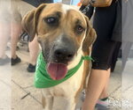 Small Photo #6 Mutt Puppy For Sale in Washington, DC, USA