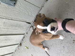 Boxer Puppy for sale in MERRILLVILLE, IN, USA
