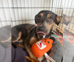 Small #1 Dachshund Mix
