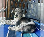 Small #1 Schweenie