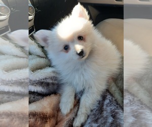 Pomeranian Puppy for sale in SPOTSYLVANIA, VA, USA
