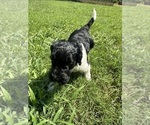 Small #1 Goldendoodle