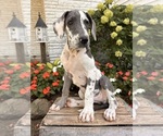 Small #3 Great Dane