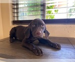 Small Photo #3 German Shorthaired Pointer Puppy For Sale in MAYWOOD, CA, USA
