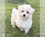 Small #2 Maltese Mix
