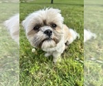 Small #2 Shih-Poo