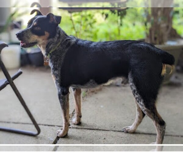 Medium Photo #2 Mutt Puppy For Sale in Dublin, OH, USA