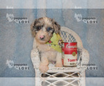 Small Photo #19 Australian Shepherd-Poodle (Toy) Mix Puppy For Sale in SANGER, TX, USA