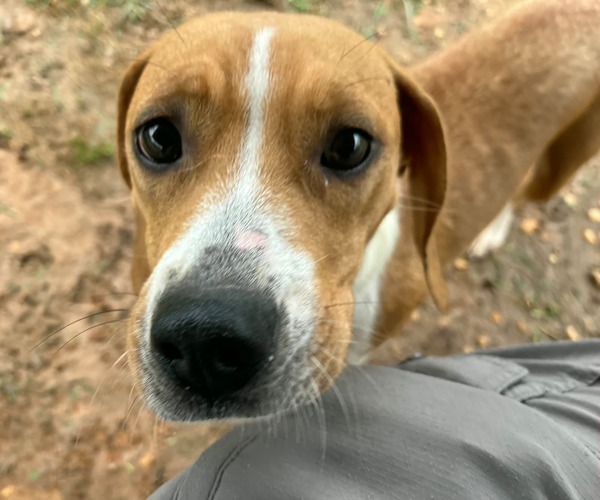 Medium Photo #3 Beagle-Unknown Mix Puppy For Sale in Dunnellon, FL, USA