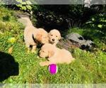 Small Photo #5 Golden Retriever Puppy For Sale in ARCHBALD, PA, USA