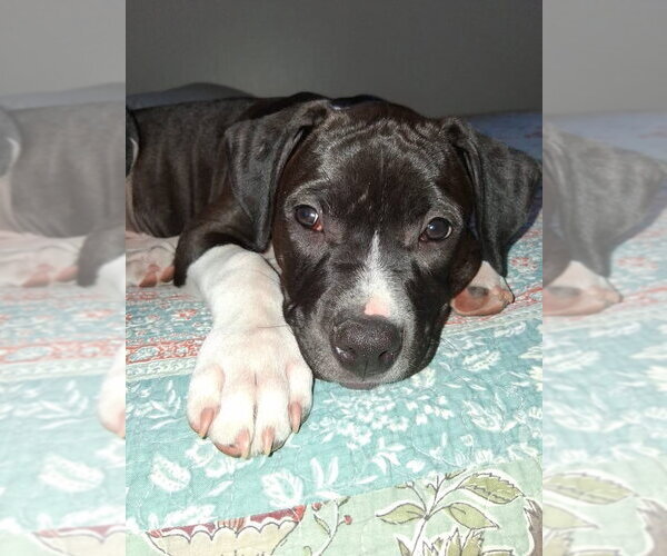 Medium Photo #6 Mutt Puppy For Sale in Wenonah, NJ, USA