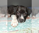 Small #5 Mutt