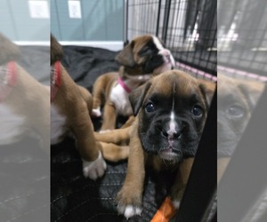 Boxer Puppy for sale in GALLOWAY, NJ, USA