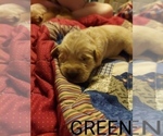 Small Photo #13 Golden Retriever Puppy For Sale in BLACKBURN, NC, USA