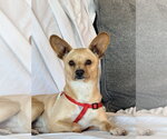 Small #3 Chihuahua Mix