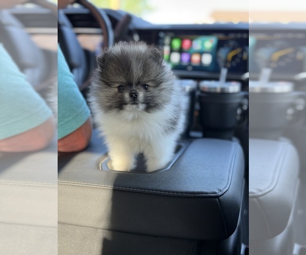 Medium Photo #1 Pomeranian Puppy For Sale in BYERS, CO, USA