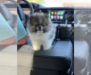 Pomeranian Puppy for Sale in BYERS, Colorado USA