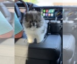 Small Pomeranian