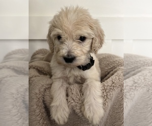 Goldendoodle Puppy for sale in FLAT ROCK, NC, USA