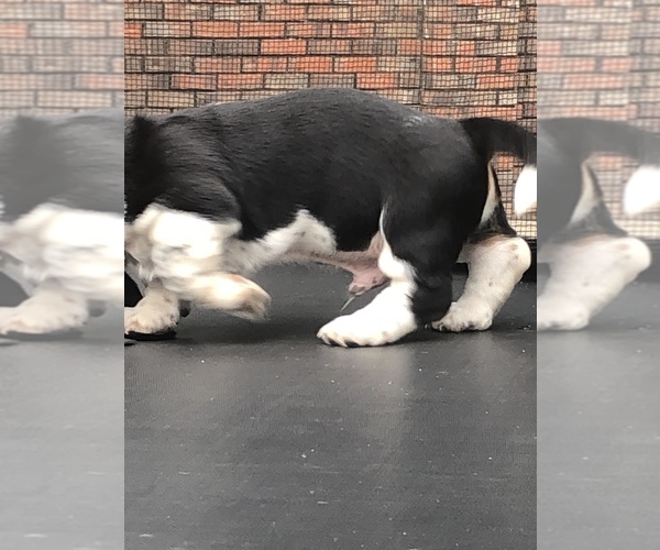 Medium Photo #14 Basset Hound Puppy For Sale in DALTON, GA, USA
