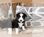 Small Photo #7 Border Collie Puppy For Sale in WILM, NC, USA