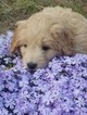 Small Photo #3 Goldendoodle (Miniature) Puppy For Sale in LENOIR, NC, USA