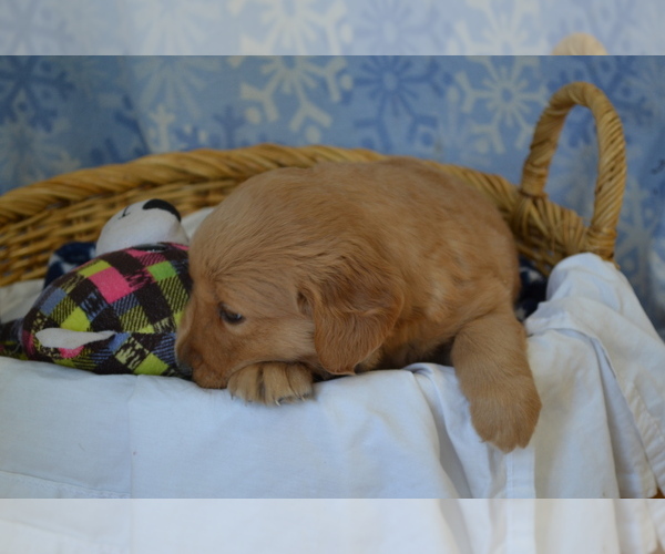 Medium Photo #31 Golden Retriever Puppy For Sale in GREENWOOD, WI, USA