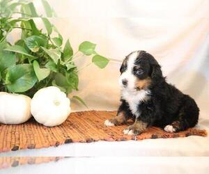 Bernese Mountain Dog Puppy for sale in BAYLISS, CA, USA