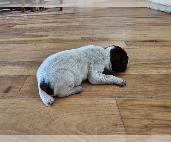 Medium Photo #2 German Shorthaired Pointer Puppy For Sale in EVANSVILLE, WY, USA