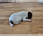 Small Photo #9 German Shorthaired Pointer Puppy For Sale in EVANSVILLE, WY, USA