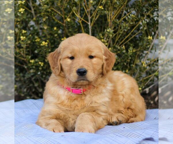 Medium Photo #3 Golden Retriever Puppy For Sale in LITITZ, PA, USA
