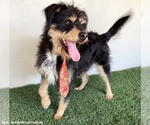 Small #2 Mutt