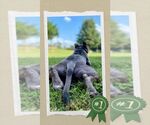Small #3 American Pit Bull Terrier Mix