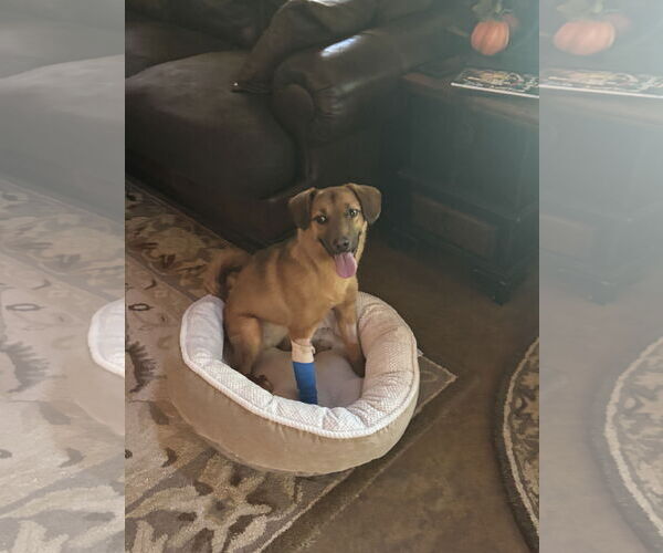 Medium Photo #2 German Shepherd Dog-Unknown Mix Puppy For Sale in McDonough, GA, USA