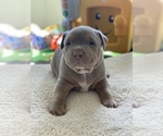 Small #14 American Pit Bull Terrier