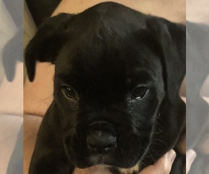 Boxer Puppy for sale in UPPER SANDUSKY, OH, USA