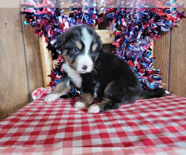 Medium Photo #20 Bernese Mountain Dog Puppy For Sale in BLACK FOREST, CO, USA