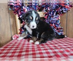 Small Photo #20 Bernese Mountain Dog Puppy For Sale in BLACK FOREST, CO, USA