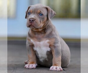 American Bully Puppy for sale in MIAMI, FL, USA