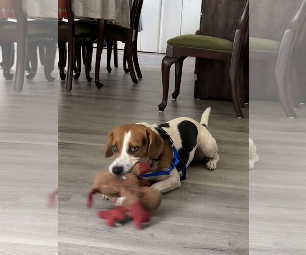 Medium Photo #3 Beagle Puppy For Sale in Tampa, FL, USA
