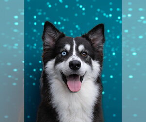 Siberian Husky-Unknown Mix Dogs for adoption in Woodbury, NY, USA