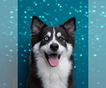 DEXTER - Male Siberian Husky-Unknown Mix Dog for Adoption - Small photo