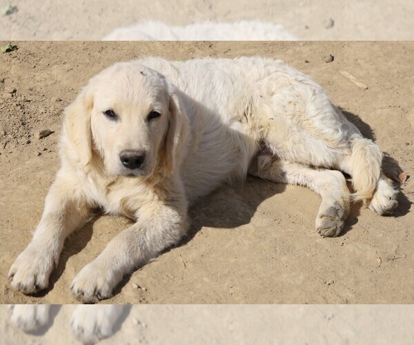 Medium Photo #1 Golden Retriever Puppy For Sale in BLOOMINGTON, IN, USA