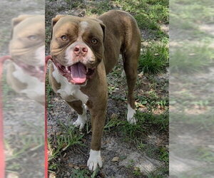 Bulldog-Unknown Mix Dogs for adoption in Fort Lauderdale, FL, USA